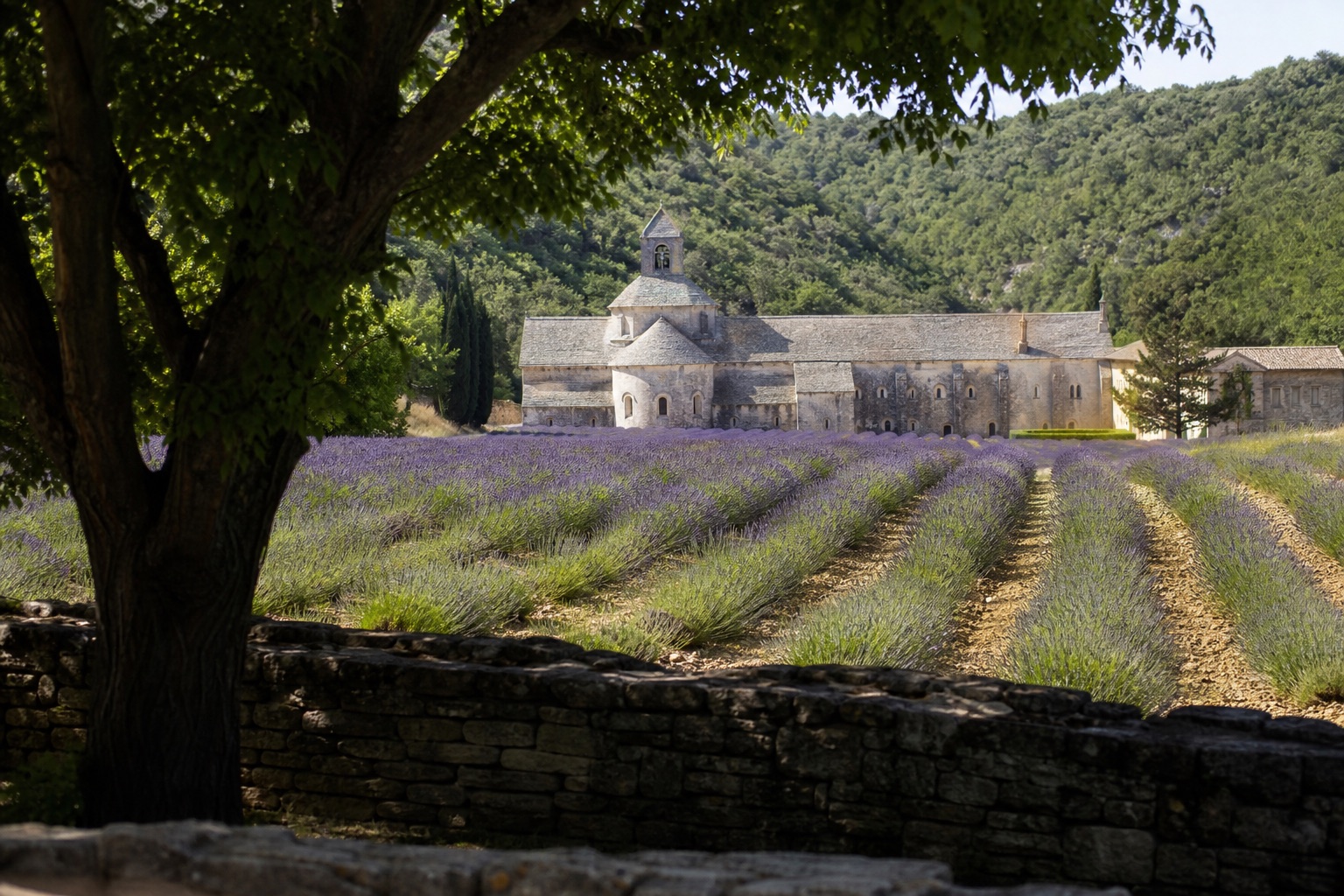 Abbaye de Sénanque au fond du vallon derrière ses rangs de lavande en fleur, pierre blonde sous une ombre fraîche