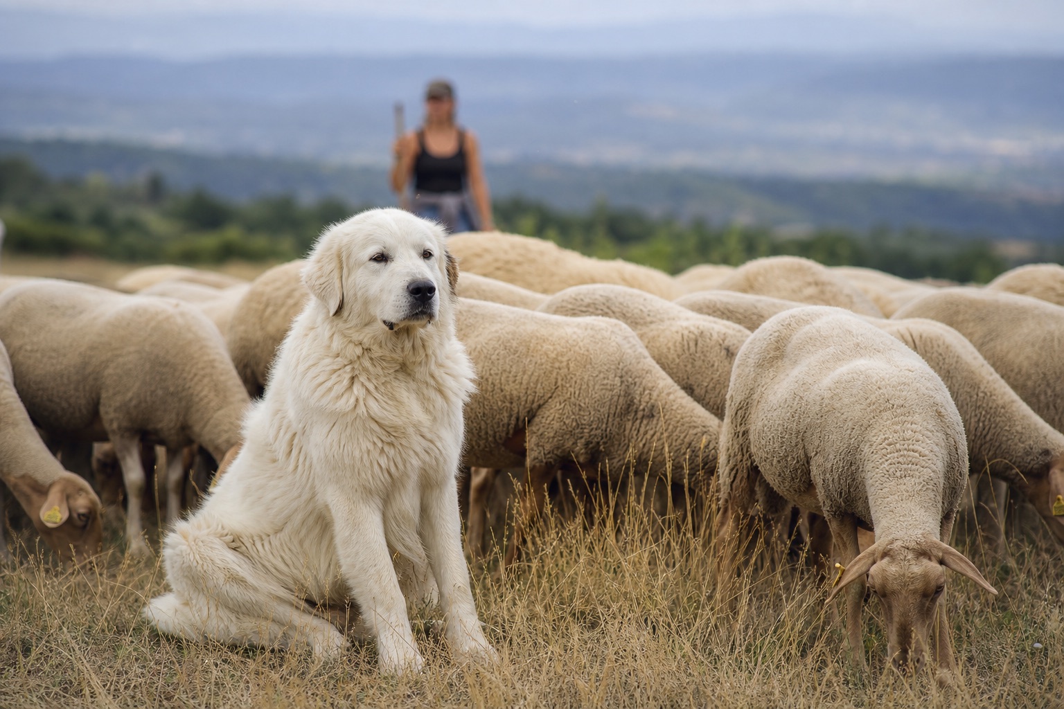 Patou, grand chien blanc de protection, assis au milieu d'un troupeau de brebis sur une pelouse sèche du Luberon